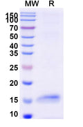 SDS-PAGE for Anti-HSV1/HHV-1 gD Nanobody (G44)