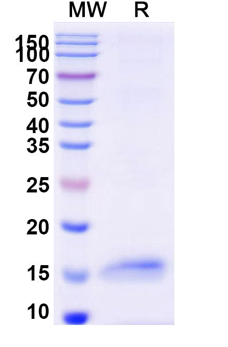 SDS-PAGE for Anti-HSV1/HHV-1 gD Nanobody (G44)