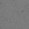 Immortalized HK/FDC cell