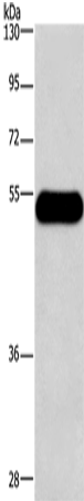 Histamine H3 Receptor Polyclonal Antibody – Figure 1 of 3