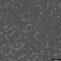 HL-60 cell