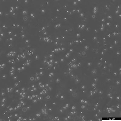 HL-60 cell