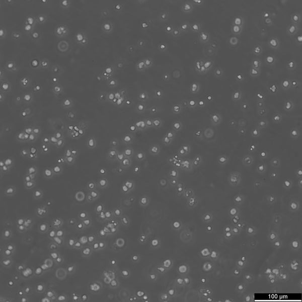 HL-60 cell
