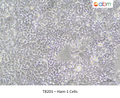 Ham-1 Cells – Figure 1 of 1