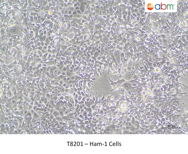 Ham-1 Cells – Figure 1 of 1