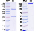 SDS-PAGE for Anti-HLA-A2-peptide (SLLMWITQV) Complex (3M4F4).