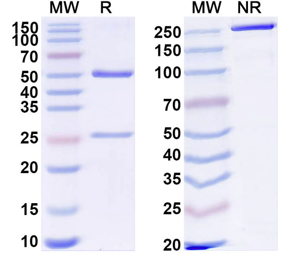 SDS-PAGE for Anti-HLA-A2-peptide (SLLMWITQV) Complex (3M4F4).