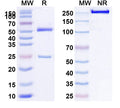 SDS-PAGE for Anti-HLA-A2-peptide (TDQVPFSV) Complex (1C8)