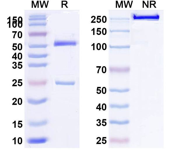 SDS-PAGE for Anti-HLA-A2-peptide (ITDQVPFSV) Complex (1A9)