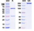 SDS-PAGE for Anti-HLA-A2-peptide (KTWGQYWQV) Complex (G3F3)