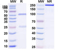 SDS-PAGE for Anti-HLA-A2-peptide (LLLTVLTVV) Complex (M3A1)