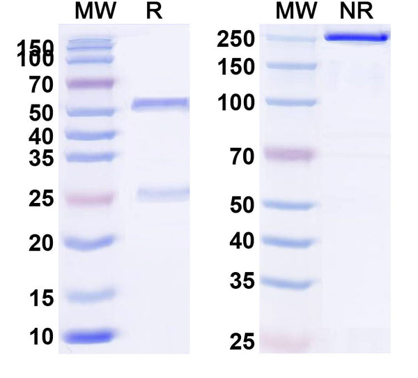 SDS-PAGE for Anti-HLA-A2-peptide (LLLTVLTVV) Complex (M3B8)
