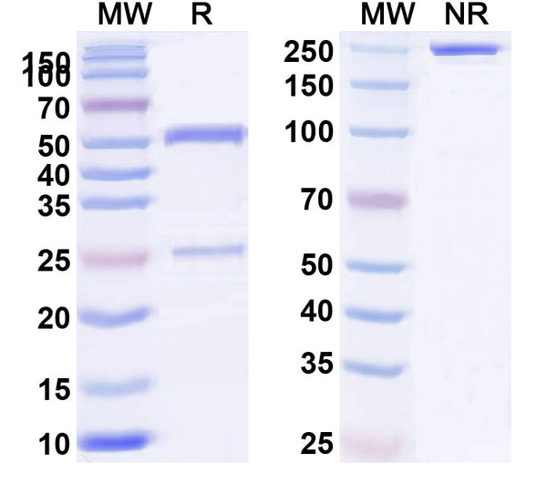 SDS-PAGE for Anti-HLA-A2-peptide (RLVDDFLLV) Complex (3A12)