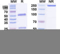 SDS-PAGE for Anti-HLA-A2-peptide (RLVDDFLLV) Complex (3H2)