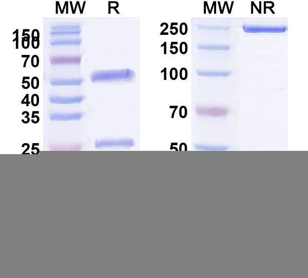 SDS-PAGE for Anti-HLA-A2-peptide (RLVDDFLLV) Complex (3H2)
