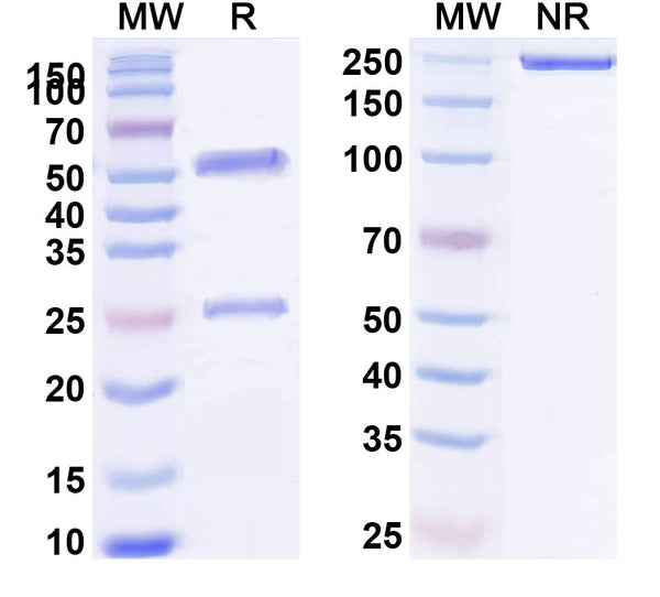 SDS-PAGE for Anti-HLA-A2-peptide (FMNKFIYEI) Complex (AMC-33)