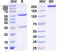 SDS-PAGE for Anti-HLA-A2-peptide (FMNKFIYEI) Complex (AMC-50)