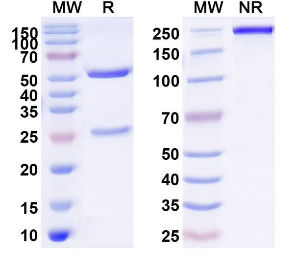 SDS-PAGE for Anti-HLA-A2-peptide (FMNKFIYEI) Complex (AMC-50)