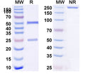 SDS-PAGE for Anti-HLA-A2-peptide (FMNKFIYEI) Complex (AMC-52)