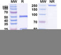 SDS-PAGE for Anti-HLA-A2-peptide (FMNKFIYEI) Complex (AMC-76)