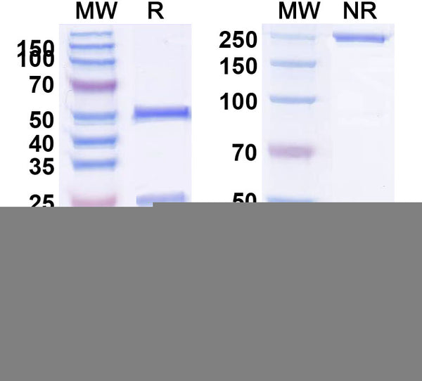 SDS-PAGE for Anti-HLA-A2-peptide (FMNKFIYEI) Complex (AMC-76)