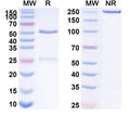 SDS-PAGE for Anti-HLA-A2-peptide (FMNKFIYEI) Complex (AMC-79)