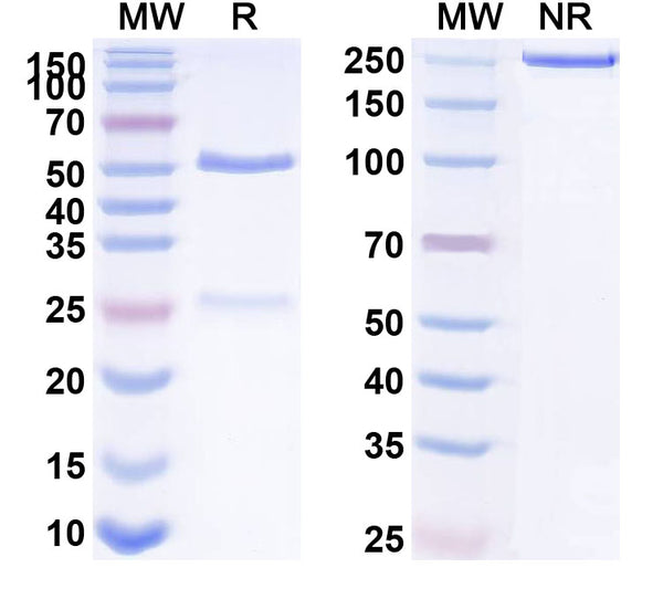 SDS-PAGE for Anti-HLA-A2-peptide (FMNKFIYEI) Complex (AMC-17)