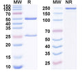 SDS-PAGE for Anti-HLA-A2-peptide (GVYDGREHTV) Complex (REGN6972)