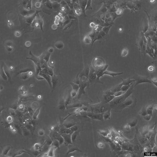 HMC3 cell