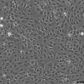 HMEC-1 cell