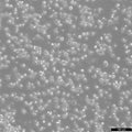 HMy2.CIR cell