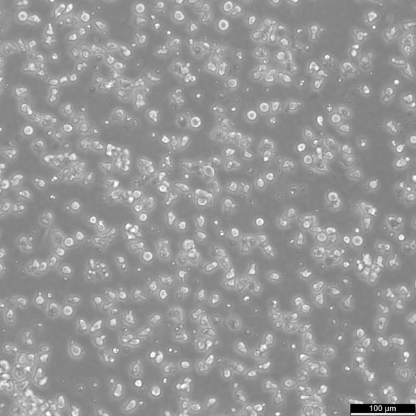 HMy2.CIR cell