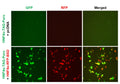 HNF4α Reporter Lentivirus – Figure 1 of 7