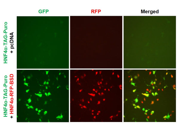 HNF4α Reporter Lentivirus – Figure 1 of 7