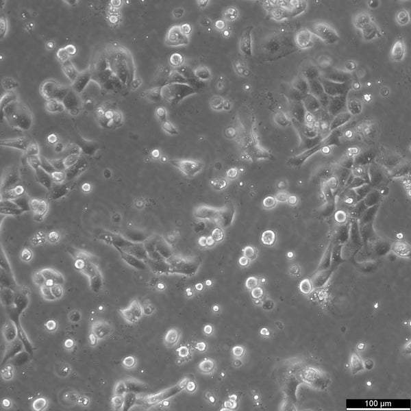 HNO97 cell