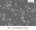 KU19-19/MMC/TXR Cell Line | Applied Biological Materials (abm)