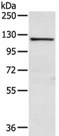 WWP1 Polyclonal Antibody – Figure 1 of 2