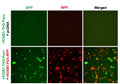 HOXB1 Reporter Lentivirus – Figure 1 of 7