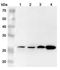 Western blot analysis was performed using anti-AGR3 polyclonal antibody at 1µg/ml on various samples.
Lane 1: Hela cell lysate
Lane 2: PC-3 cell lysate
Lane 3: A549 cell lysate
Lane 4: 293T cell lysate