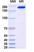 Anti-Human KLRG1 Reference Antibody (Ulviprubart) – Figure 1 of 1