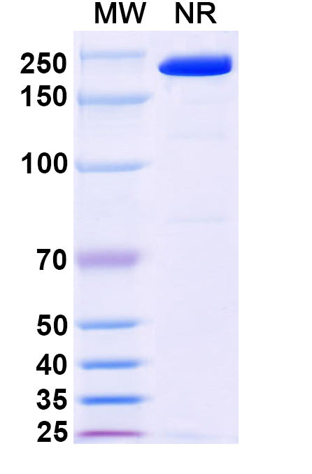 Anti-Human KLRG1 Reference Antibody (Ulviprubart) – Figure 1 of 1