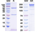 SDS-PAGE for Anti-Human L3MBTL2 IP Antibody (SAA0208)
