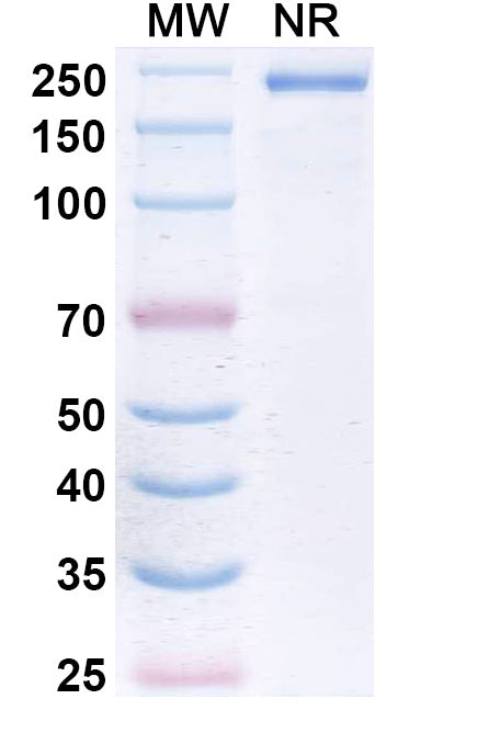Anti-Human methamphetamine Reference Antibody (Devextinetug) – Figure 1 of 1