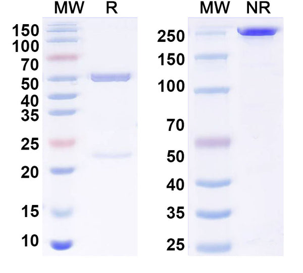 SDS-PAGE for Anti-Human CREPT Antibody (3E10#)