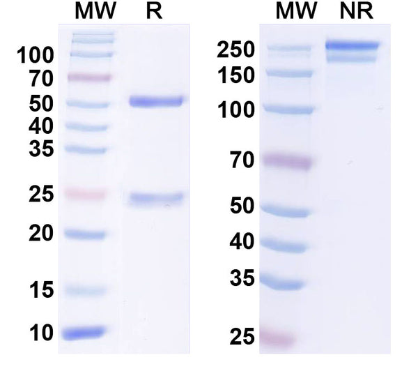SDS-PAGE for InVivoMAb Anti-Human LAMP5 Antibody (D2).