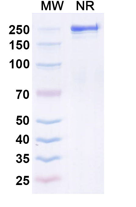 Anti-Human TRBV9 Reference Antibody (Seniprutug) – Figure 1 of 1