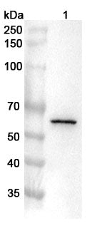 Western blot analysis was performed using anti-USP22  polyclonal antibody at 1µg/ml on various samples.
Lane 1: HepG2 cell lysate