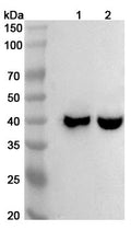 Western blot analysis was performed using anti-MUL1 polyclonal antibody at 1ug/mL on various samples.
Lane 1: Mouse skeletal muscle lysate
Lane 2: Rat skeletal muscle lysate