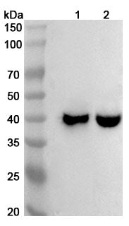 Western blot analysis was performed using anti-MUL1 polyclonal antibody at 1ug/mL on various samples.
Lane 1: Mouse skeletal muscle lysate
Lane 2: Rat skeletal muscle lysate