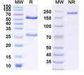 Anti-Ganglioside GD2 Reference Antibody (ATL301) – Figure 1 of 1